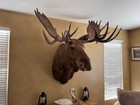 Beautiful Alaska Bull Moose Shoulder Mount Taxidermy Man Cave Cabin 59 3 8    Wide