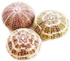 Set Of 6 Beautiful Alfonso Sea Urchin 2 - 3   small  Coastal Arts Crafts Decor