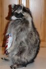 New Raccoon Mount Taxidermy Antler Candy Cracker Jack Novelty Whitetail Deer Fur