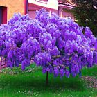 5 Chinese Blue Wisteria Sinensis Tree Seeds Fast Climber Flower Vine Hardy Plant