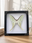 Real Luna Moth Frame Taxidermy Pale Green Moon Moth Insect Specimen Gift For Her