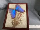 Vntg 1950   s Real Iridescent Blue Morpho Diedus Butterfly Original Bamboo Frame
