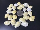 25 Money Cowrie Cowry Shells Seashells Drawstring Pouch Free Ship Best Value