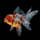 Calico Oranda Goldfish 2 0-2 5 Inch  pack 4  Live Fish Free Shipping