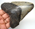 Megalodon Shark Tooth Real Fossil - 3 82    Prehistoric Shark Teeth No Restoration