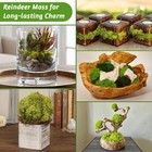 Preserved Reindeer Moss 3 5 Oz Dark Green Natural For Crafts  Diy Gift Christ   