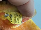Steiff Animal Stuffed Animal 2301 22 Fish 13 X 26 Cm  Top Condition