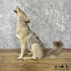  30802 E   Coyote Life-size Taxidermy Mount For Sale