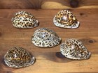 Exquisite Sea Shell Beautiful Color 3 5  Cypraea Tigris  linnaeus  Set Of 5
