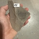 Sea Scorpion Eurypterid Head Fossil   Ridgemount Quarry Ontario   Silurian E4