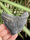 Natural Beautiful 3 04    Megalodon Tooth Fossil Shark Teeth