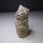 Gastropod Bunccinidae  Conidae  Charoniidae Fossil Miocene France 001