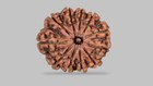 11 Mukhi Rudraksha Original Nepali Brown Color Pendant  Lab Certified  Silver Se