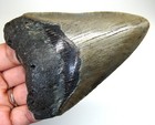 Megalodon Shark Tooth Real Fossil - 3 75    Shark Teeth Megladon - No Restorations
