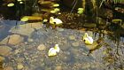 Floating Yellow Cute Duckling Decoys For Koi Pond Or Pool Decoration - 3 Pack