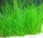 Buy 1 Get 1 Free Dwarf Hair Grass Eleocharis Parvula Hairgrass Aquarium Plants