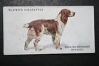 English Springer Spaniel   Vintage 1931 Illustrated Dog Card  Af15ms