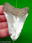 Megalodon Shark Tooth  Fossil - 3 30     Real Sharks Teeth  - Serrated No Resto 