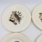Vintage Pickard 4 Decorative Owls Plates Gold Trim Hangers Mcm Birds Wall Art