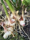6 Fresh Thai Ginger Roots  galangal Hawaii Grown Rhizomes Spicy Asian Organic