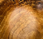 1989 Spalted Oak  Burl  By David Lory  Stunning  Stunning  