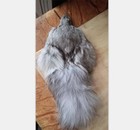  Real Fox Head Face Pelt Tanned Fox Skin Fox Tail Fur Hide   bag With Head   Tail   