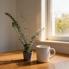 500pcs Silver Leaf Eucalyptus Seeds Decorative Foliage For Garden Yard Patio
