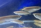 Live Tropical Fish-jardini Scleropages Arowana 5 5 Inch Juvenile