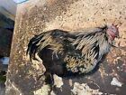 Very Beautiful Black Copper Marans Rooster  Skin  For A Lifesize Taxidermy Mount