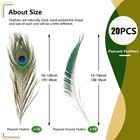 20pcs Real Natural Peacock Feathers Peacock Swords 10-12 Inch for Diy Craft f   