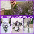 Dried Lavender Bundles  Flowers 280-300 Stems 16    For Home Weeding Decoration