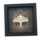 Real Framed Luna Moth Gothic Red Heart Actias Luna Resting Taxidermy Display