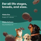 Jinx Salmon  Sweet Potato   Carrot Dry Dog Food  Grain Free  11 5 Lb  Bag