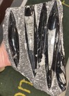        Nice Orthoceras Plate 10    X 6    Polished Devonian Fossils 4 Pounds 3 Ounces