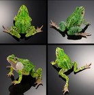 Bandai Black-spotted Pond Frog Action Figure Advance Male All Green 7cm Japan