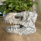 3lb Natural Zebra Stone Dinosaur Skull Carved Quartz Crystal Reiki Gift