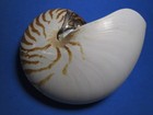 Natural Chambered Nautilus  a Classic Collectible    approx   6 9 Inches 