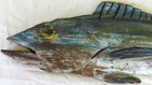 Folk Art Wood Fish Monger Sign - American Folk Art - Large Fish Sign - 50  X  11