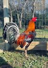 Assortment Spangled Mclean  Roundhead  Sweater 12 Gamefowl Chicken Hatching Eggs