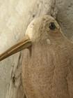 Carved American Woodcock Decoy Wood Bird Waterfowl Beautiful  