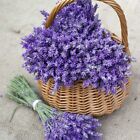 600  Lavender Seeds  lavandula Angustifolia  - Perennial   Non-gmo Herb Usa