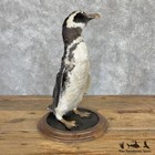  29974 El   Magellanic Penguin Taxidermy Bird Mount For Sale