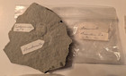 Vintage Estate Fossil Lot Green River Fish Greenhorn Ammonite Kansas Wyoming Lot