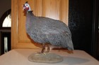 Guinea Hen Fowl Bird Mount Taxidermy Whitetail Deer Shed Antler Log Cabin Decor