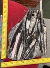        Nice Orthoceras Plate 9    X 8    Polished Devonian Fossils 5 Pounds