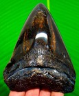 Megalodon Shark Tooth Real Fossil 4 37    Amazing Shark Teeth Meg No Restorations