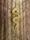 Officers German Veterinarian  Shoulder Board  Strap 