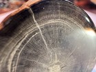 Blue Forest Petrified Wood Fossil Specimen Wyoming 