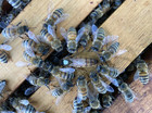 Live Caucasian Honey Bee Queen 50    Mated  Marked   Laying   Ships  7-14-2026