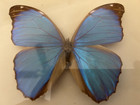 Blue Morpho- Real  Butterfly- Mounted Framed-    3